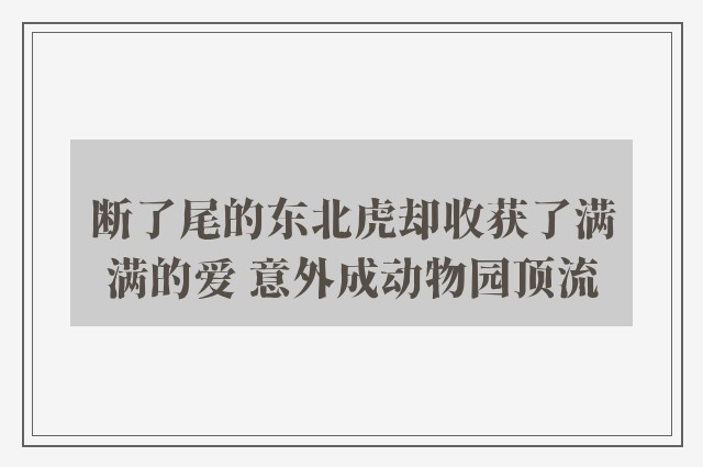 断了尾的东北虎却收获了满满的爱 意外成动物园顶流