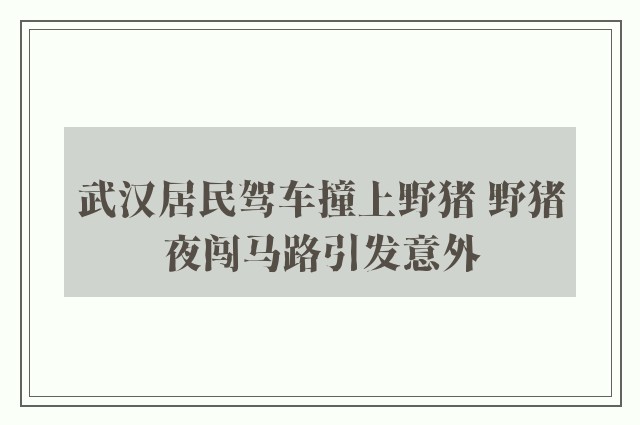 武汉居民驾车撞上野猪 野猪夜闯马路引发意外