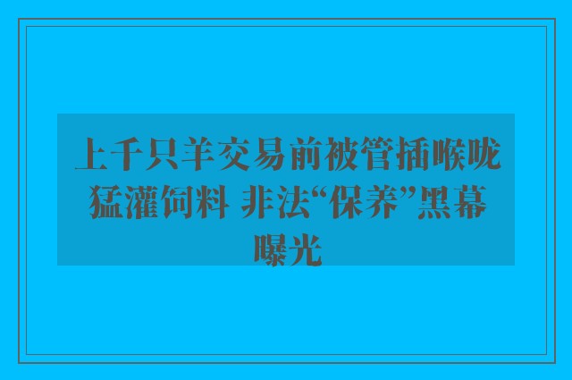 上千只羊交易前被管插喉咙猛灌饲料 非法“保养”黑幕曝光