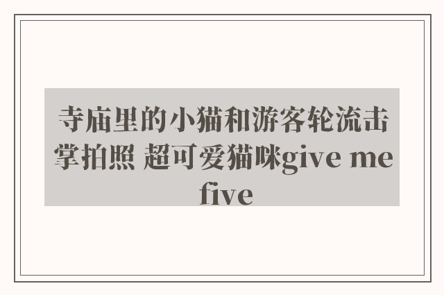 寺庙里的小猫和游客轮流击掌拍照 超可爱猫咪give me five