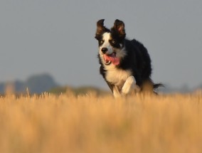 评论员视角，狗咬人事件如何应对？治犬之策重在治人