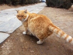 猫猫的独特情感，遇见人类幼崽后主动出外狩猎