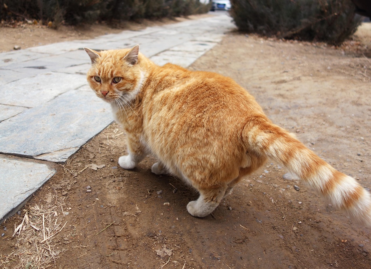 猫猫的独特情感，遇见人类幼崽后主动出外狩猎